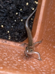 Eremiascincus isolepis