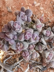 Crassula elegans