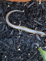 Eremiascincus isolepis