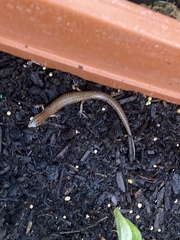 Eremiascincus isolepis