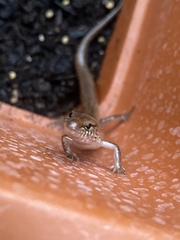 Eremiascincus isolepis