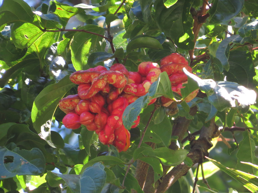 Archidendron vaillantii