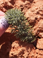 Eriospermum paradoxum