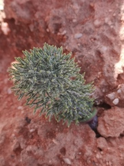 Eriospermum paradoxum
