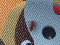 Coleoptera