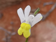 Nemesia anisocarpa