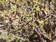 Portulacaria fruticulosa