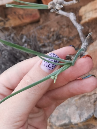 Trachyandra aridimontana