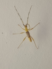 Tricheops epipphiger