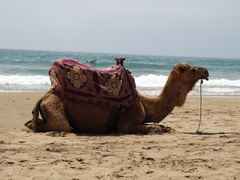 Camelus dromedarius