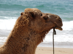 Camelus dromedarius
