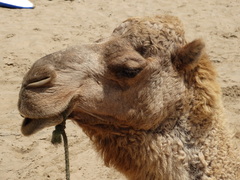 Camelus dromedarius