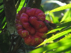 Archidendron vaillantii