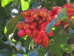 Archidendron vaillantii