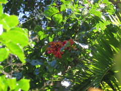 Archidendron vaillantii