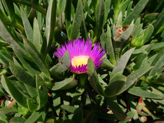 Carpobrotus acinaciformis