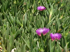 Carpobrotus acinaciformis