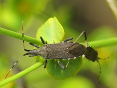 Dicranocephalus albipes