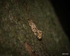 Parochmastis styracodes