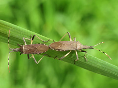 Dicranocephalus albipes