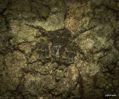 Stephanopis carcinoides