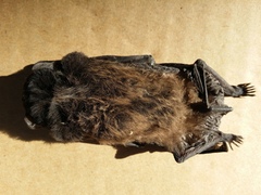 Chalinolobus gouldii