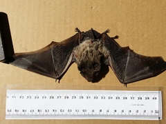 Chalinolobus gouldii