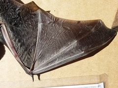 Chalinolobus gouldii