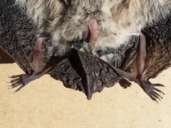 Chalinolobus gouldii