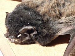 Chalinolobus gouldii