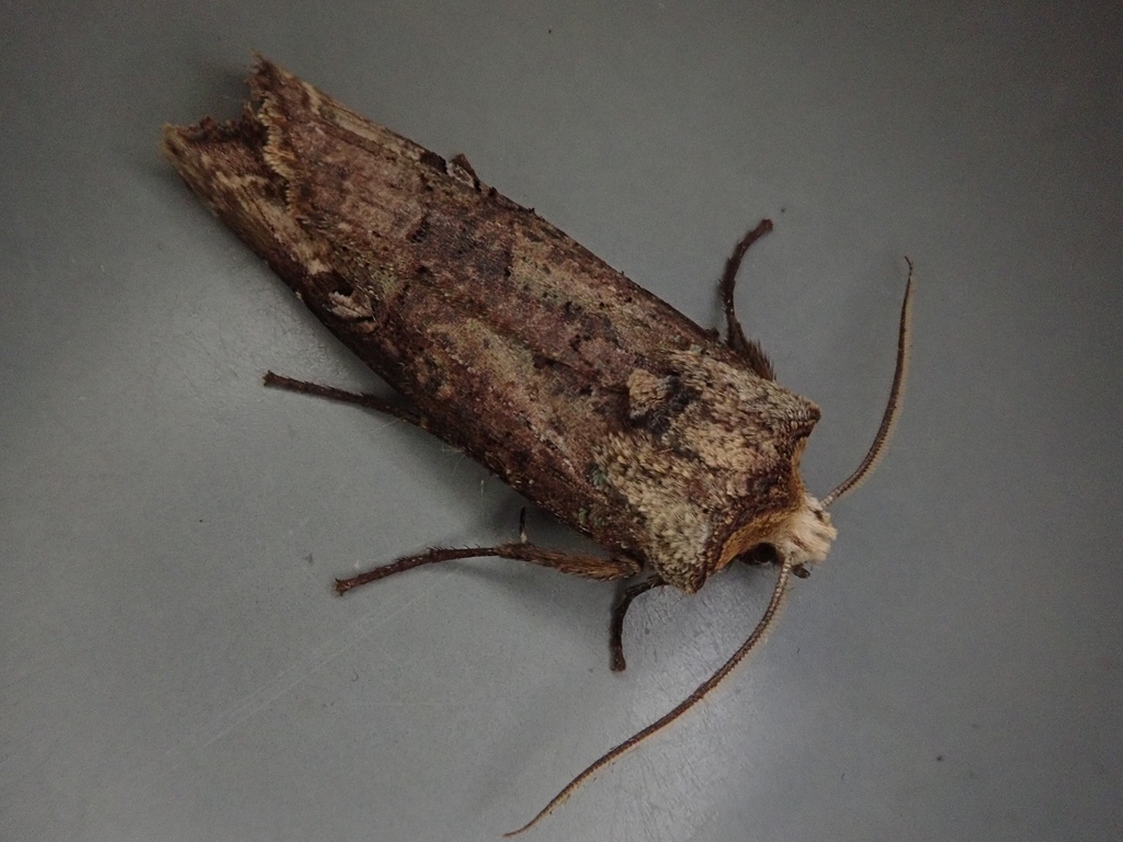 Xylena nihonica
