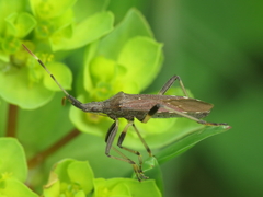 Dicranocephalus albipes