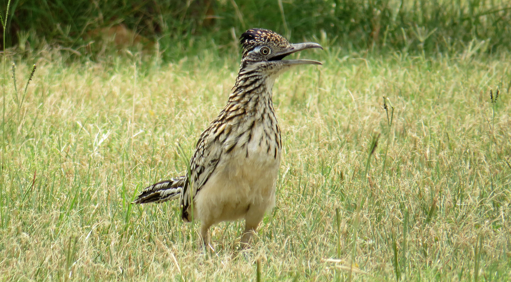 Greater Roadrunner (Birds of the Kaibab National Forest) · iNaturalist
