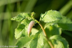 Dasineura salicifoliae