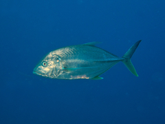 Caranx papuensis