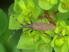 Dicranocephalus albipes