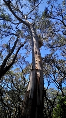 Eucalyptus viminalis viminalis