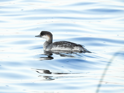 Smew