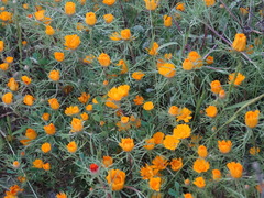 Asteraceae
