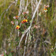 Platylobium obtusangulum