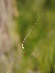 Austrostipa muelleri