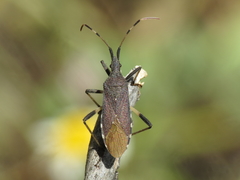 Dicranocephalus albipes