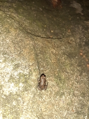 Sclerophrys capensis