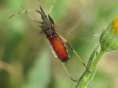 Dicranocephalus albipes