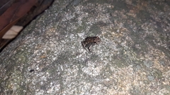 Sclerophrys capensis