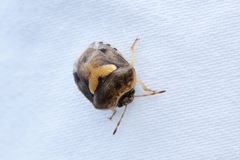 Aspideurus flavescens