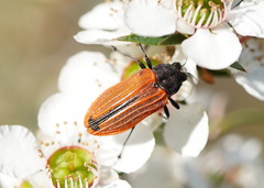 Castiarina erythroptera