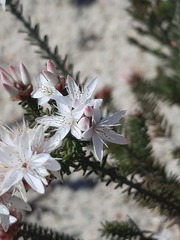 Calytrix alpestris