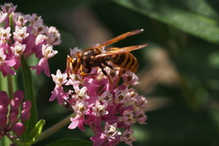 Vespa simillima simillima