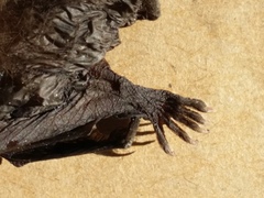 Chalinolobus gouldii